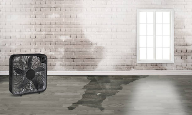Best Mold removal after water damage  in Rock Hill, MO